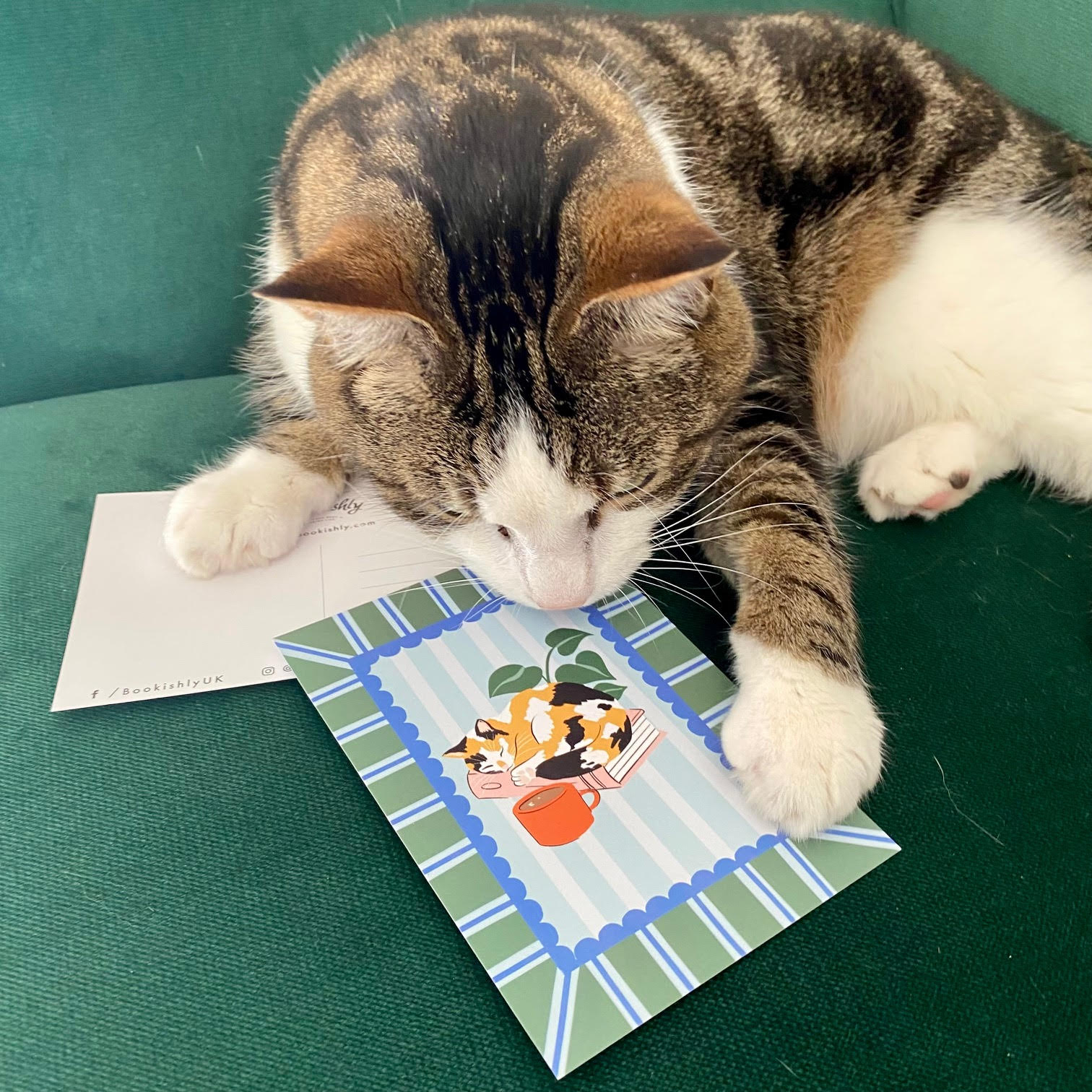 Cats and Books Postcard Set | Pack of Six